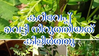 കറിവേപ്പ് വെട്ടിനിറുത്തിയത് കിളിർത്തത്.ഇലകളിൽകീടംവന്നു.സവാളത്തൊണ്ട്സ്ലറിയും മീൻകഴുകിയവെള്ളവുംതളിച്ചു