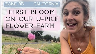 First bloom on the new u-pick flower farm #cutflowers #zone9b #upick