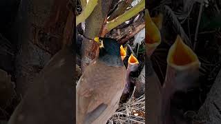 Myna bird is watching the babies (P 3) #shorts #shortvideo #shortsviral #viralshorts #short