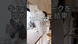 賃貸でもキャットウォークを諦めなかった結果 #Shorts