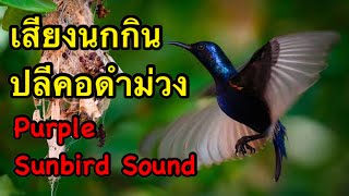 Purple Sunbirds Sound