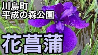 【散歩】雨上がりの菖蒲園を散策 ～川島平成の森公園～