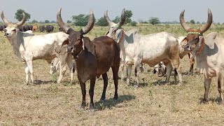 કાંકરેજ ગાયો..#kankrej #kankrejcow #kankrejcow_video #cow #cowvideos #viral#newvideo#kutch#gujarat