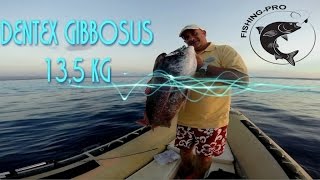 SLOW PITCH JIGGING: Catch of Big Dentex Gibbosus