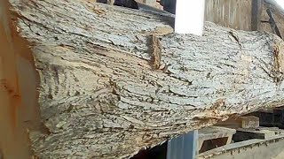 Saw And Cut Hardwood At A Fabulous Lumber Factory