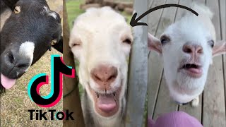 Best of Screaming Goats 🐐 ~ Amazing Goats Compilation ~ (Funny Goats of TIK TOK 2021)baby goats