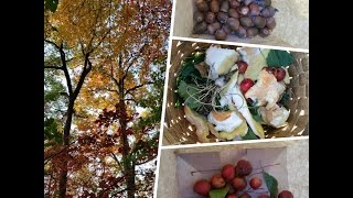 Autumn Foraging Challenge Part I - Wild Edible Collection