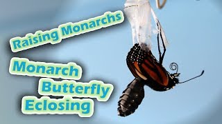 Raising Monarchs - Monarch Butterfly Eclosing