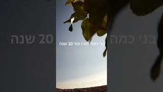 בני כמה