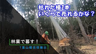 林業で暮す！T里山檜伐採搬出 枯れた檜2本いくらで売れるかな？