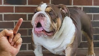 Are Dog Really Hates Being Flipped Off - Funny Dog Reactions | Cool Pets