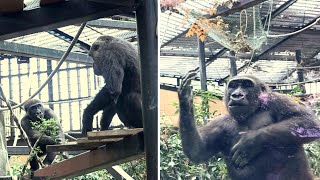 Little gorilla just wants to play, much to mother Genki's annoyance. Date taken: 2023.11.24