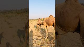 Camel enjoyed system In Winter Season #shorts #ytshorts