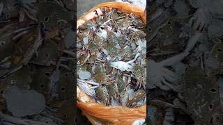 Amazing fresh sea crab in bangladesh#সমুদ্রের কাঁকড়া#live video 4k shorts reels videos BD jatrabari