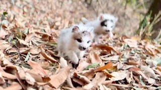 子ぎつねたち🦊を森に連れて行って、環境に慣れさせました。彼らはうさぎのように楽しそうに走り回っていました！🦊❤