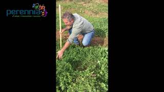 Legume Cover Crops Through the Fall and Winter