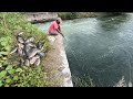 How to catch more Talapia fish in small canal|Talapia fish catch with live bait|singal hook fishing