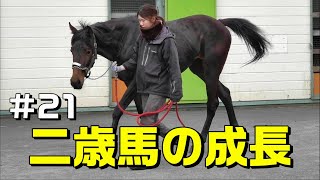 【調教】二歳馬の成長#21～若きサラブレッドの競走馬への道のり～