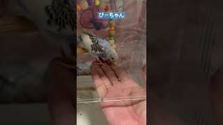 久しぶりにぷりんちゃん、ぴーちゃんにシードをあげました。#癒し #セキセイインコ #pets #ペット #インコ動画 #birds #かわいい