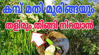 തുടക്കക്കാർക്ക് എളുപ്പവഴി ഇതാണ് Muringa Krishi Malayalam