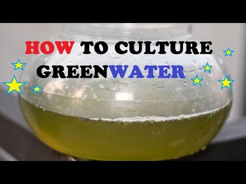 How to Culture Greenwater How to Culture Greenwater