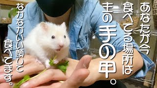 あなたが今食べている場所は…⁈うちの ハムスターが 自由過ぎる（笑）