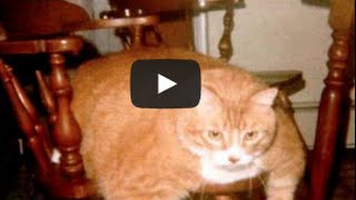 Obesity in Pets - The Causes and Consequences