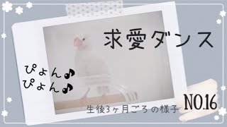 【文鳥】生後3ヶ月元気いっぱいまとめ/求愛ダンス　　java sparrow  No.16