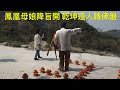 鳳凰母娘降旨開 乾坤道人轉佛盤 崑崙山週六日牽靈乩泓師0937618850嘉義縣中埔鄉中崙村40之8號