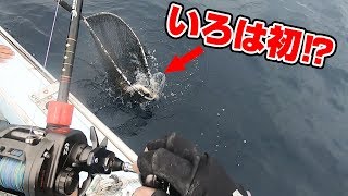 五島沖ヒラマサキャスティング＆鯛ラバ後半戦‼