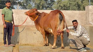 50000 में मिलेगी 1 लाख रुपए वाली गाय 👌👌25 लीटर तक दूध की 25 गाय बिकाऊ। Subhash Bishnoi Dairy Farm