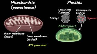 Mitochondria \u0026 plastids | Fundamental unit of life | Biology class 9 | Khan Academy