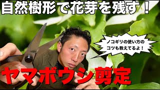 【剪定　pruning 枝抜き　透かし剪定】　自然樹形のヤマボウシと建造物の調和が美しかった、、小鳥たちのさえずりに癒されながらの剪定。