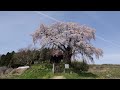 上石の不動ザクラも満開です！福島の桜2022　福島県郡山市中田町にて　4月13日撮影　00268