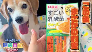 【闘病日記】14歳の誕生日に豹変するビーグル犬！Day .27