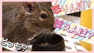 【デグー日記】～Degu diary～ おこりんぼ？甘えんぼ？どっち？