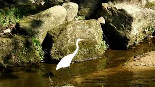 ダイサギ～小河原川(広島市安佐北区)　6279