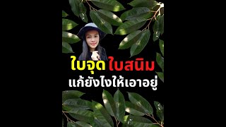 ใบจุดใบสนิมแก้อย่างไรให้เอาอยู่