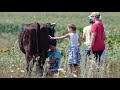 wie melkt man eine kuh Как доить корову how do you milk a cow cómo ordeñas una vaca