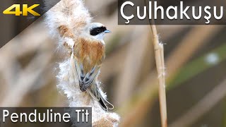 Çulhakuşu , Penduline Tit ,  Remiz pendulinus , Nikon D500, Bafra, Samsun