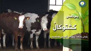 پڕۆژەی گاوداری لە پارێزگای هەڵەبجە