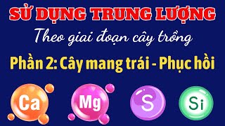 Phần 2: Cây mang trái - Phục hồi sau thu hoạch | Sử dụng TRUNG LƯỢNG cho từng giai đoạn cây trồng