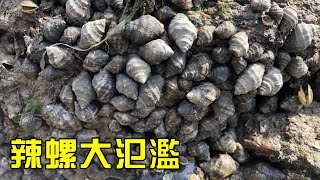 【猛貨合集】小漁半夜全家人趕海 遍地都是辣螺 蘭花蟹虎頭蟹滿地亂爬！【漁小仙】