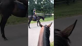 Quality West and Malibu Mike exploring the horse park 8/15