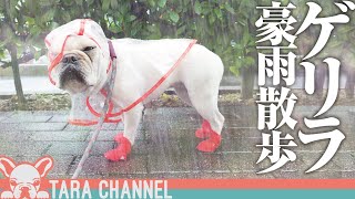 犬と暮らすと言うことは毎日散歩に行くということ。【フレンチブルドッグ】Walk the dog in the rainy day