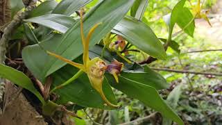 #nature Lata kunj nursery wellorchid collection 🌿