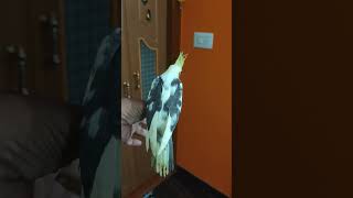 Pied Cockatiel #parrot #cutebirds #cockatiel #bird #pet #birds #pets