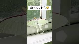 神秘的な白いちょうちょ(蛾かもしれん) #Shorts