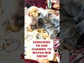 this golden retriever puppy will make you smile dogshorts