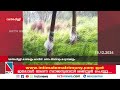 വരന്തരപ്പിള്ളി കാരികുളം കടവില്‍ രണ്ടാം ദിവസവും കാട്ടാനക്കൂട്ടം